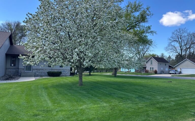 Freshly mowed lawn